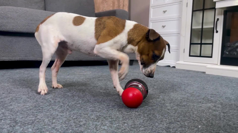 Bola Educativa para Cães: Brinquedo Interativo Esconde Petisco e diminui ansiedade